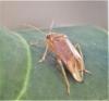 Agnocoris sp.
